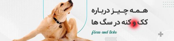 عکس تخم کنه سگ