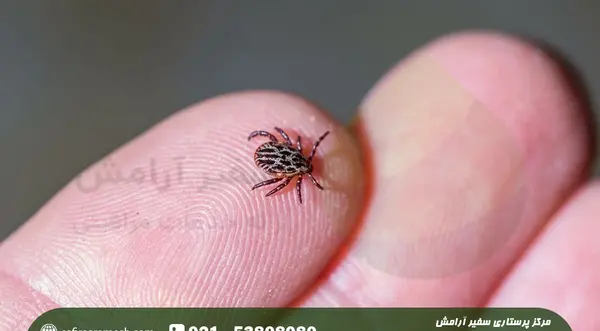 عکس کنه در بدن انسان