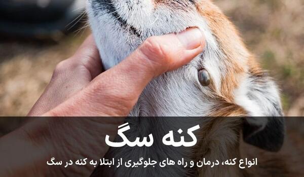 عکس کنه روی پوست انسان