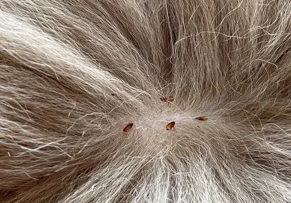 عکس کنه روی پوست انسان