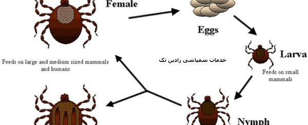 عکس تخم کنه کبوتر