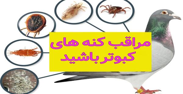 عکس بچه کنه کبوتر