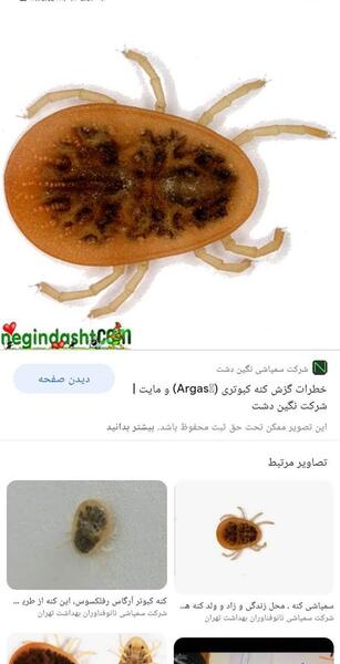 عکس بچه کنه کبوتر