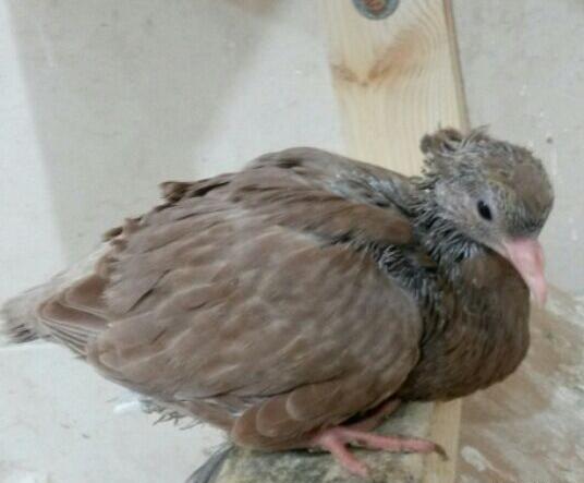عکس بچه کنه کبوتر