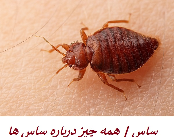 کنه عکس گزیدگی ساس