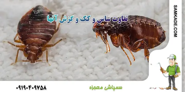 کنه عکس گزیدگی ساس