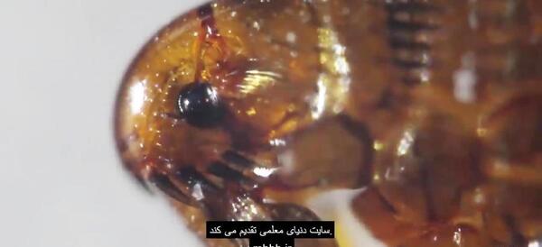 کنه عکس گزیدگی کک