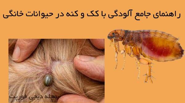 عکس کک و کنه گربه