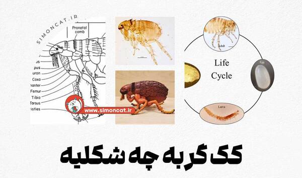 عکس کک و کنه گربه