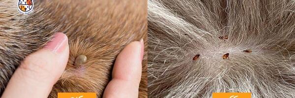 عکس کنه در بدن گربه