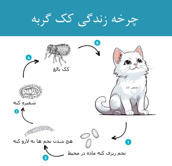 عکس کنه در بدن گربه