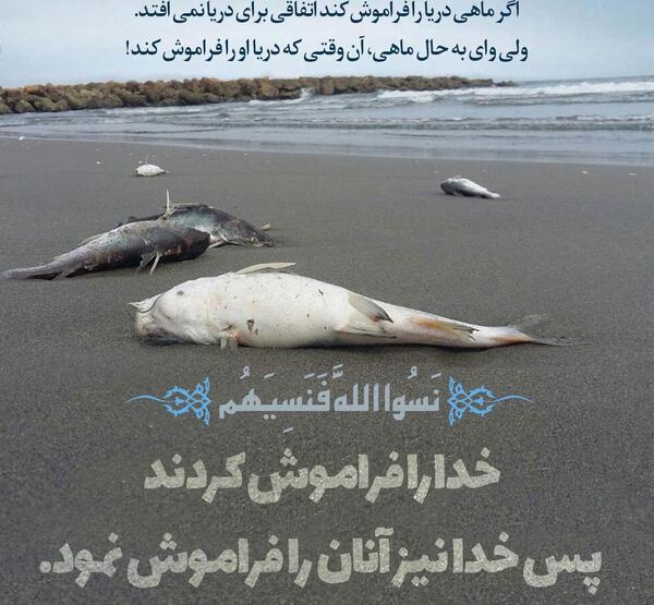 عکس کنه دریایی