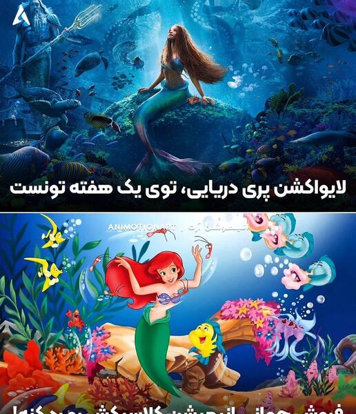 عکس کنه دریایی