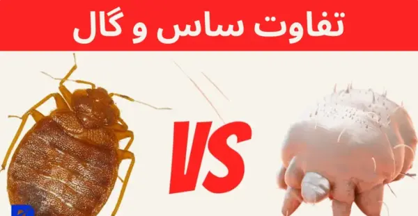عکس کنه گال