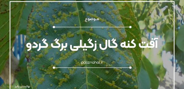 عکس کنه گال