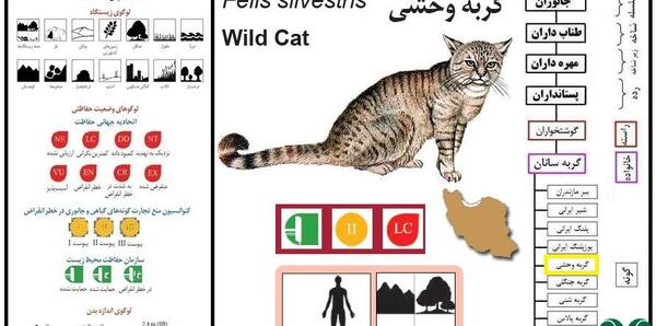 عکس گربه وحشی ایرانی