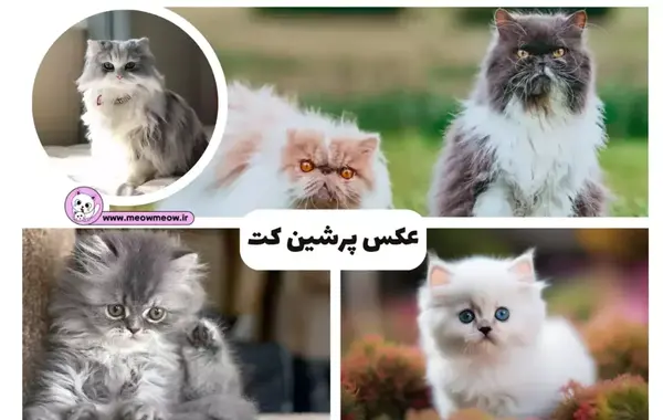 عکس گربه اشرافی واقعی