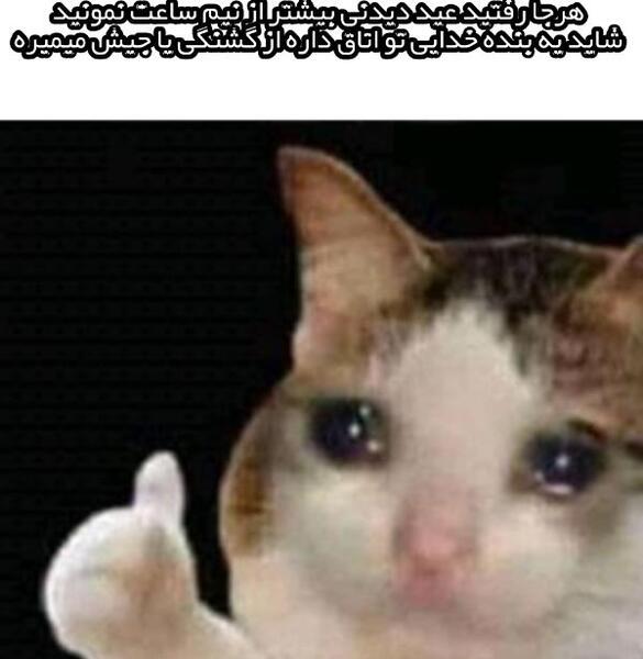 عکس گربه ای که گریه میکنه