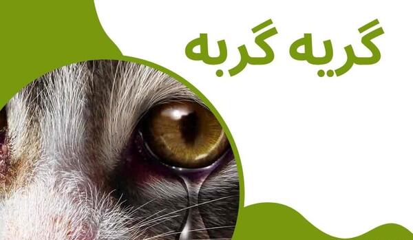 عکس گربه ای که گریه میکنه