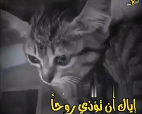 عکس گربه ای که گریه میکنه