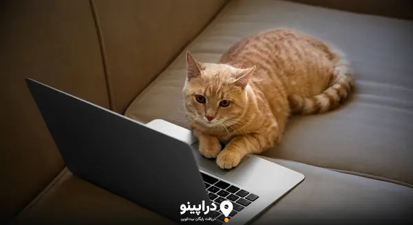 عکس گربه ایردراپ کتز