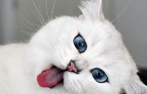 عکس گربه ایردراپ کت