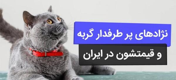 عکس گربه آبی روسی