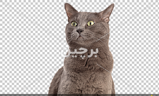 عکس گربه آبی روسی