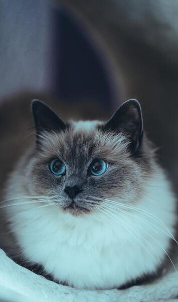 عکس گربه آبی واقعی