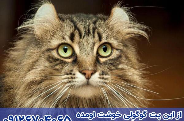 عکس گربه کرل آمریکایی