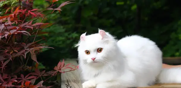 عکس گربه کرل آمریکایی