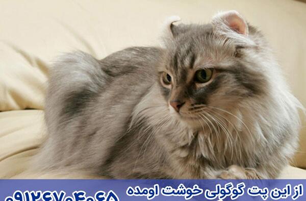 عکس گربه کرل آمریکایی