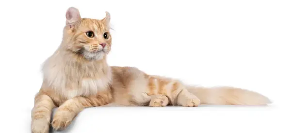 عکس گربه کرل آمریکایی