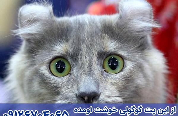 عکس گربه کرل آمریکایی