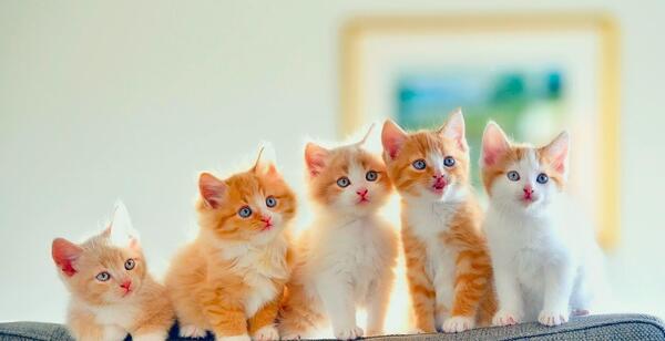 عکس گربه برای تصویر زمینه لپ تاپ