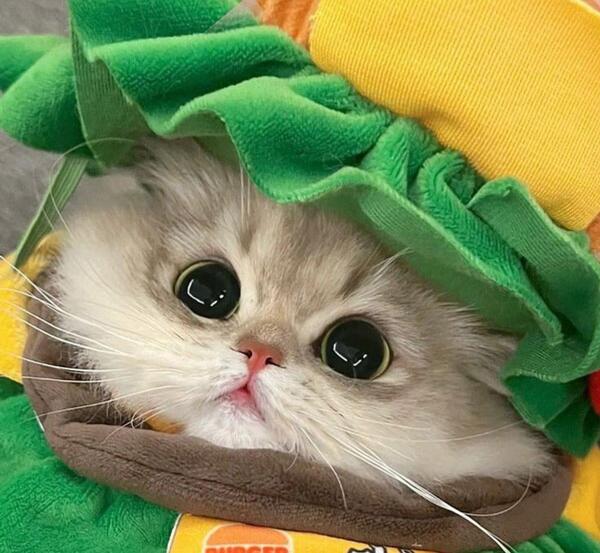 عکس گربه بامزه واقعی