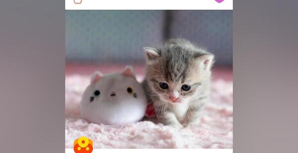 عکس گربه بچه گوگولی