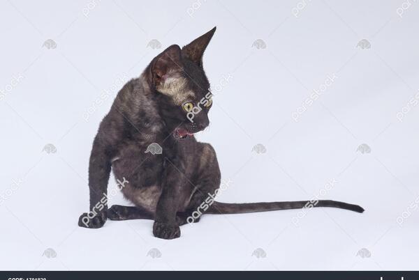 عکس گربه بچه سیاه