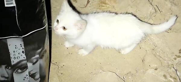 عکس گربه بچه سیاه