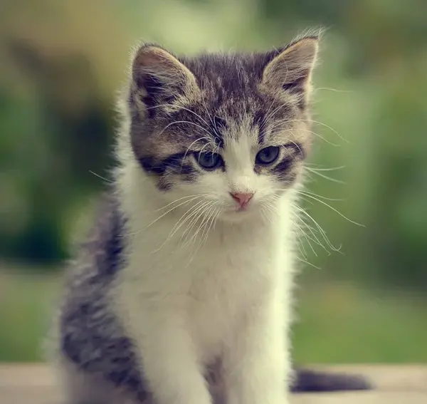 عکس گربه بچه ناز