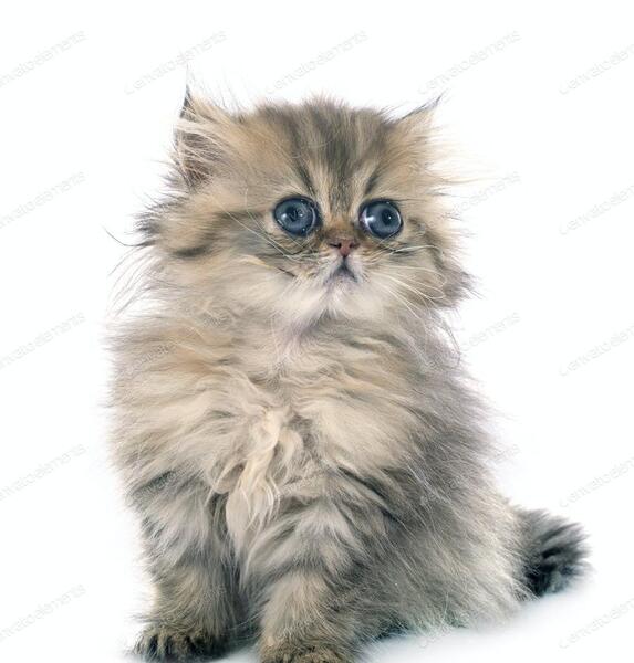 عکس گربه بچه پرشین