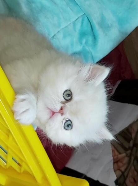 عکس گربه بچه پرشین