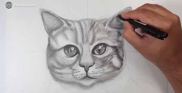 عکس گربه برای نقاشی سیاه قلم