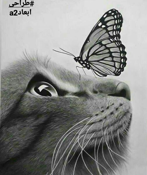 عکس گربه برای نقاشی سیاه قلم