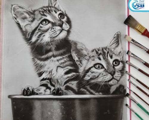عکس گربه برای نقاشی سیاه قلم
