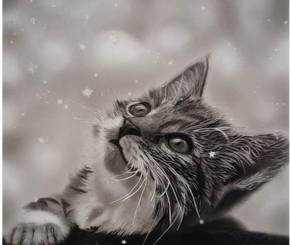 عکس گربه برای نقاشی سیاه قلم