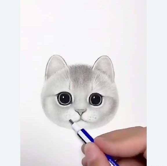 عکس گربه برای نقاشی سیاه قلم