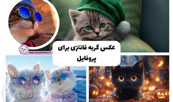 عکس گربه بنفش کیوت