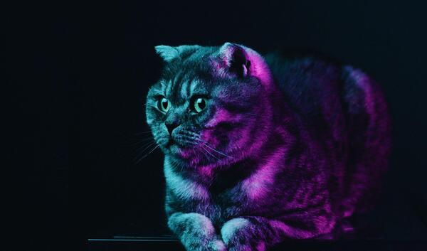 عکس گربه بنفش برای پروفایل