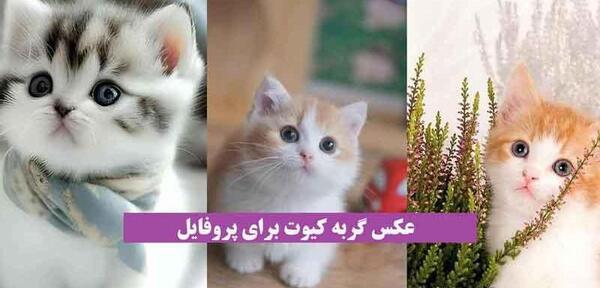 عکس گربه بنفش کارتونی